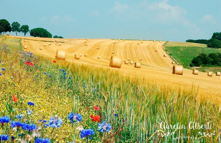 26168670_939587356189533_2750001256165584401_n