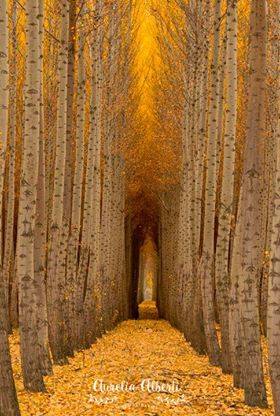 26219835_943100882504847_1583955132044252576_n